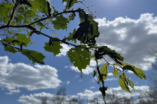 Russia Gipsy Moth Caterpillars