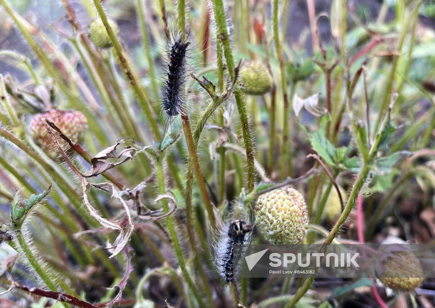 Russia Gipsy Moth Caterpillars