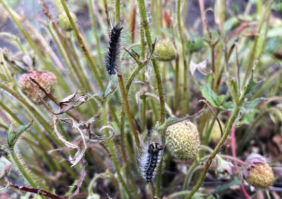 Russia Gipsy Moth Caterpillars