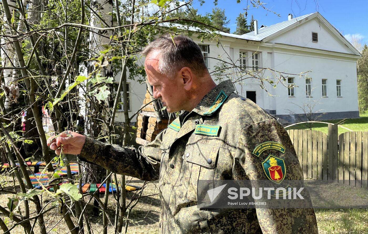 Russia Gipsy Moth Caterpillars