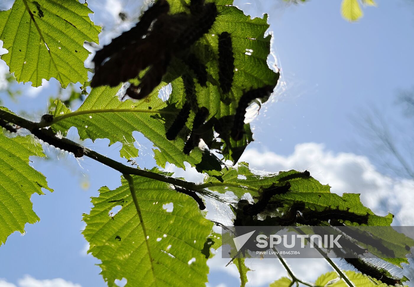 Russia Gipsy Moth Caterpillars