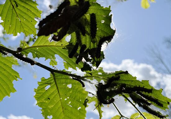 Russia Gipsy Moth Caterpillars