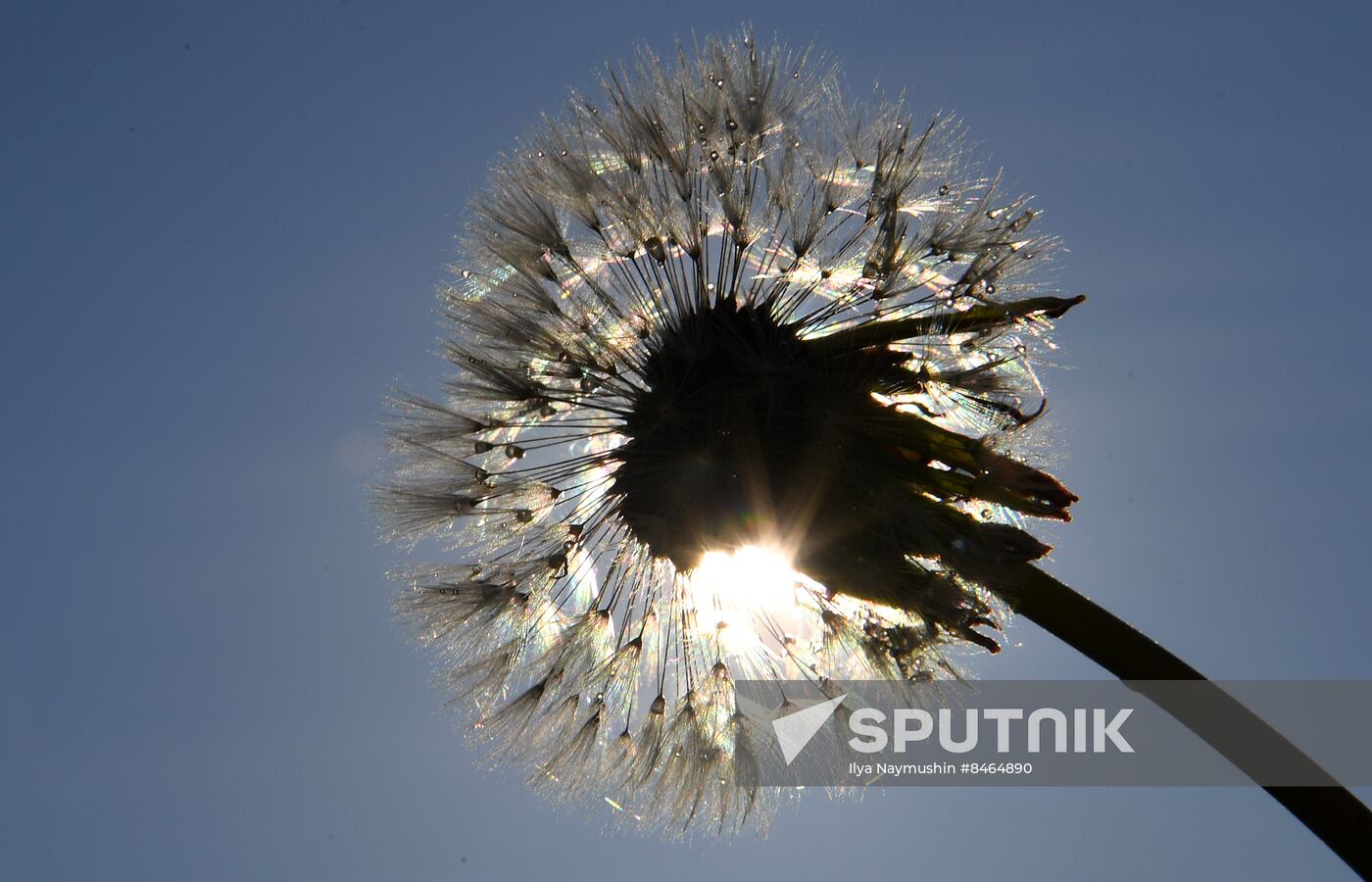 Dandelion