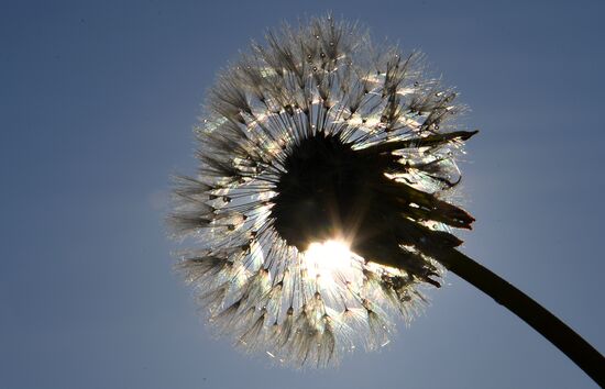 Dandelion