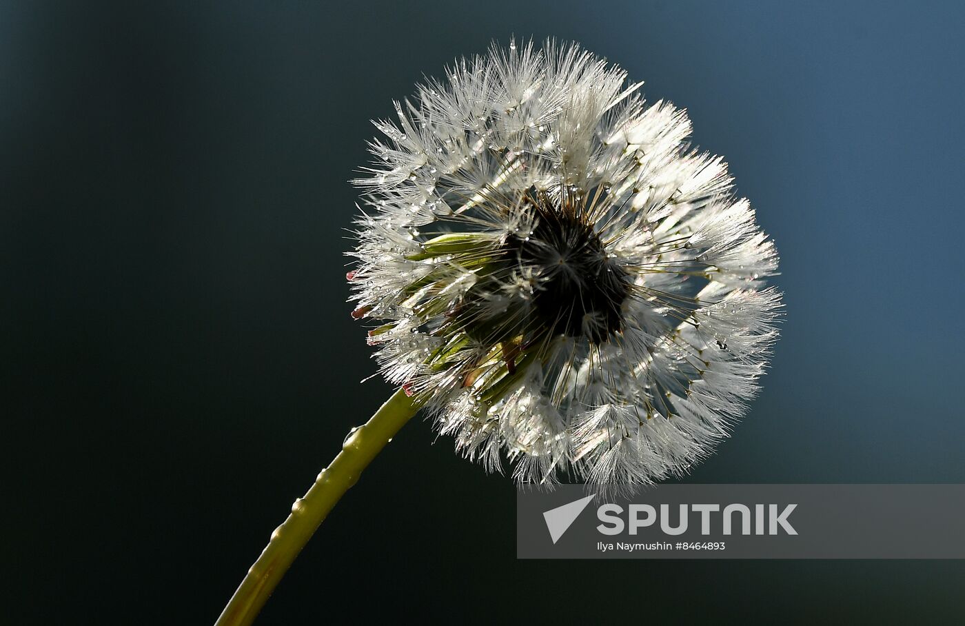 Dandelion