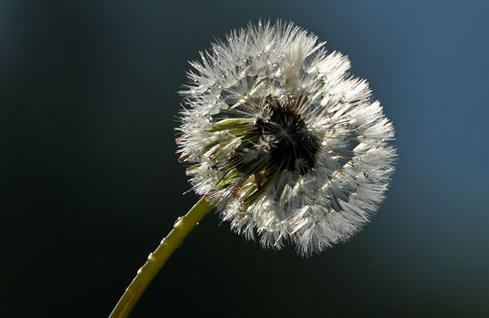 Dandelion