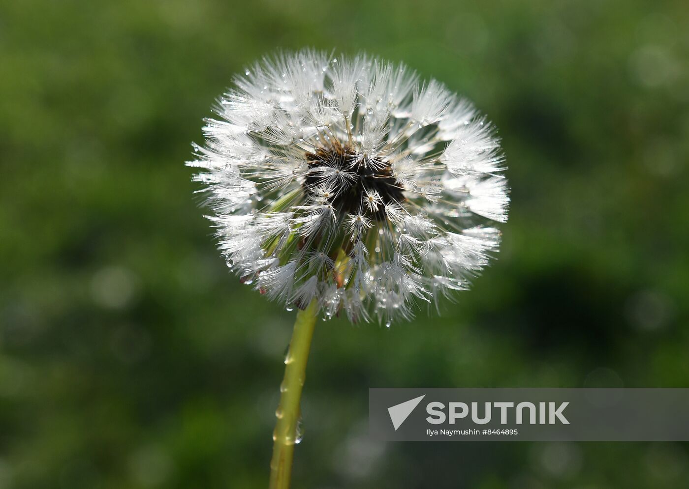Dandelion