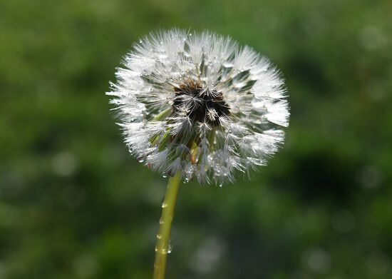 Dandelion