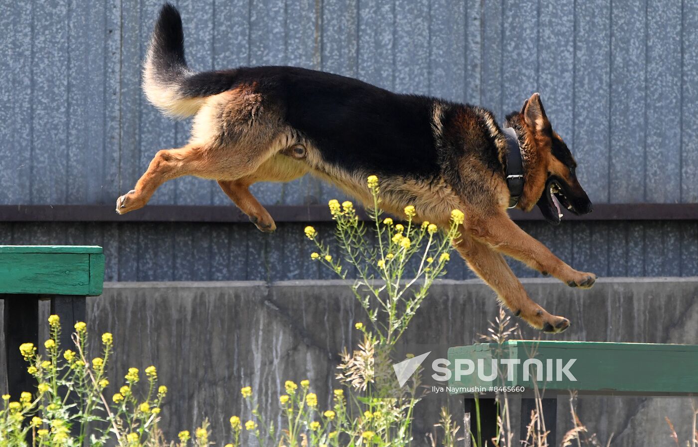 Russia Dog Handlers Competition