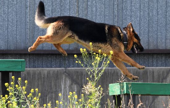 Russia Dog Handlers Competition