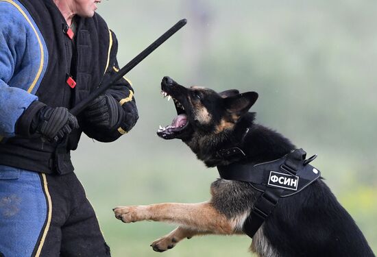 Russia Dog Handlers Competition
