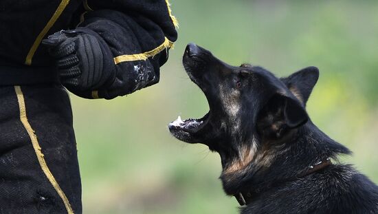 Russia Dog Handlers Competition
