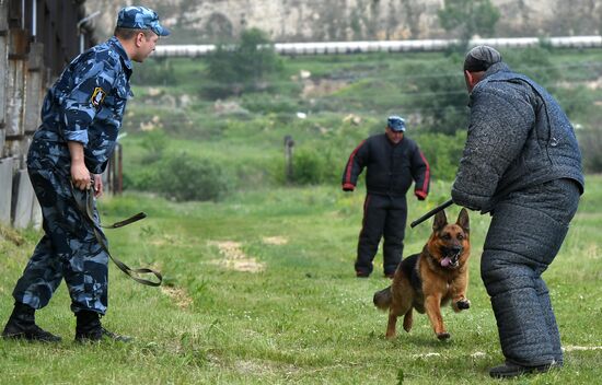 Russia Dog Handlers Competition