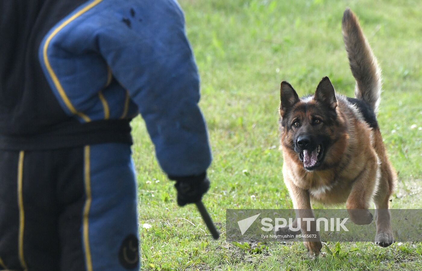 Russia Dog Handlers Competition