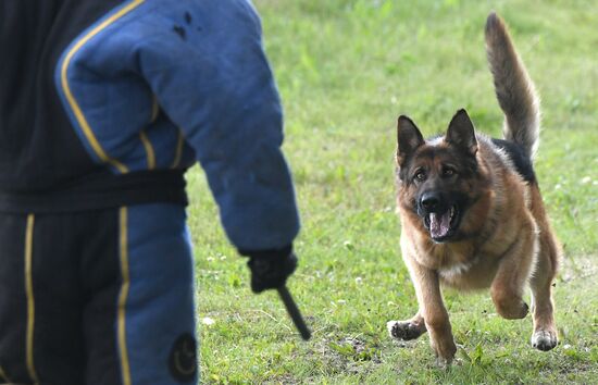 Russia Dog Handlers Competition
