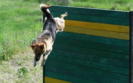 Russia Dog Handlers Competition