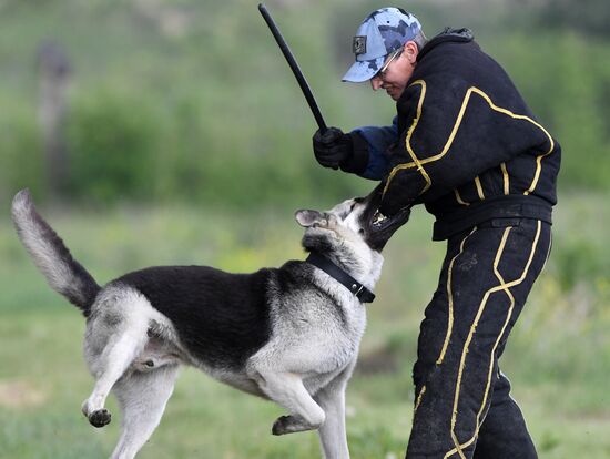 Russia Dog Handlers Competition