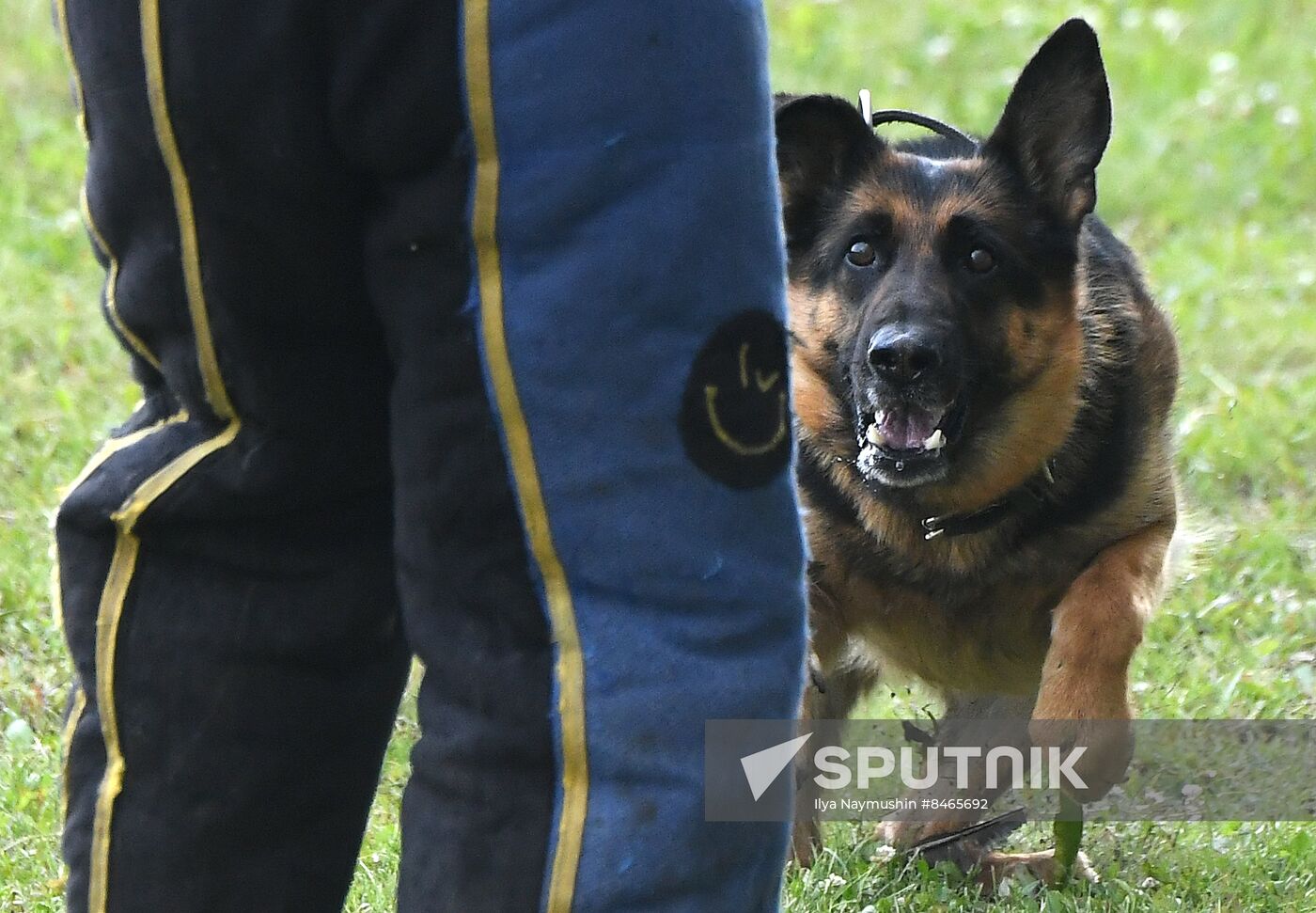 Russia Dog Handlers Competition
