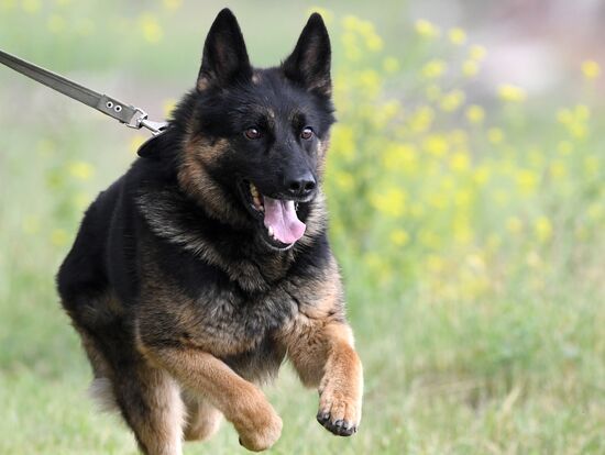 Russia Dog Handlers Competition
