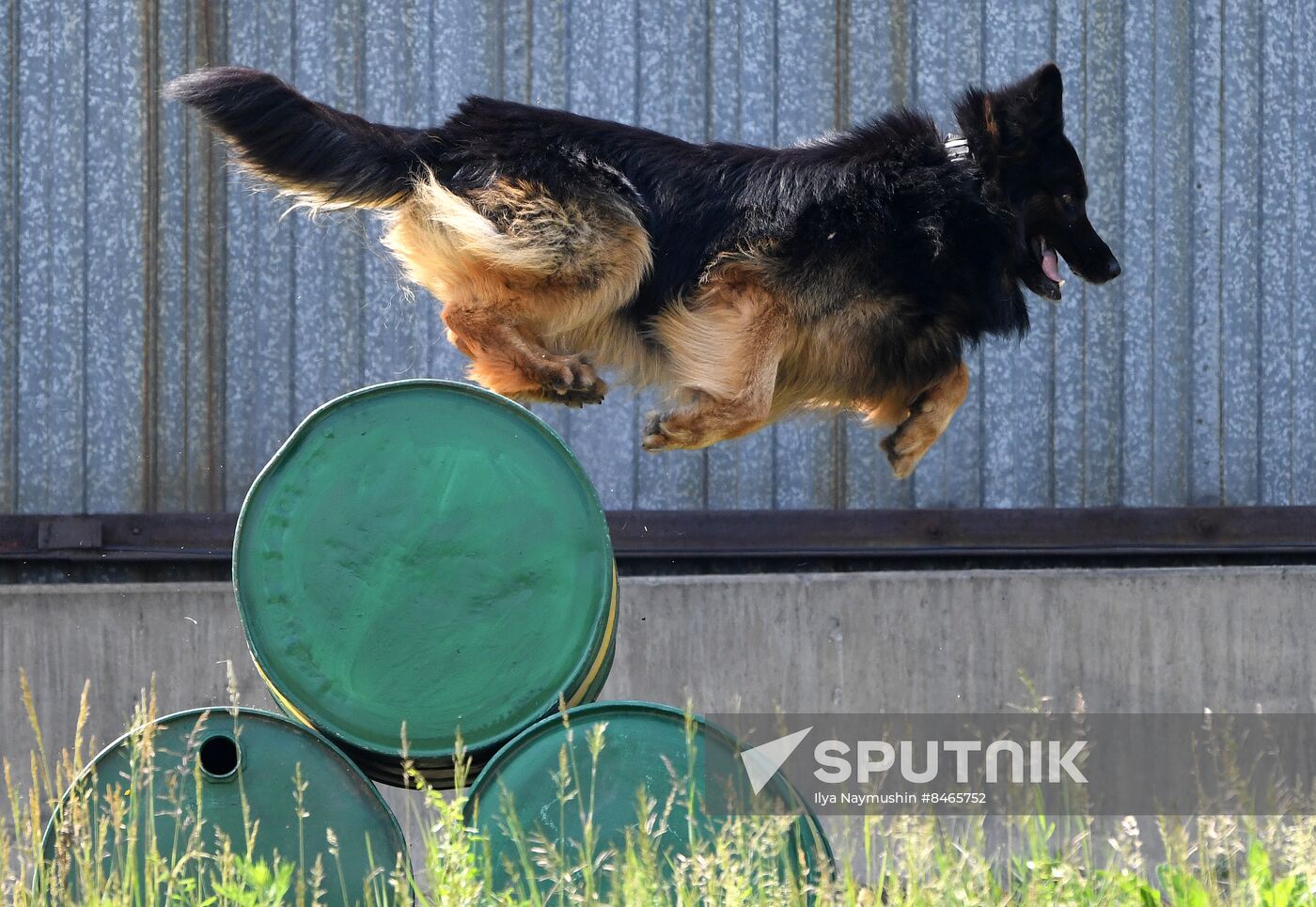 Russia Dog Handlers Competition