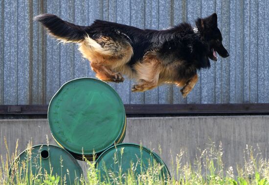Russia Dog Handlers Competition