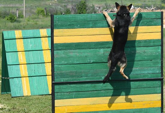 Russia Dog Handlers Competition