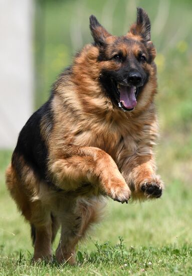 Russia Dog Handlers Competition