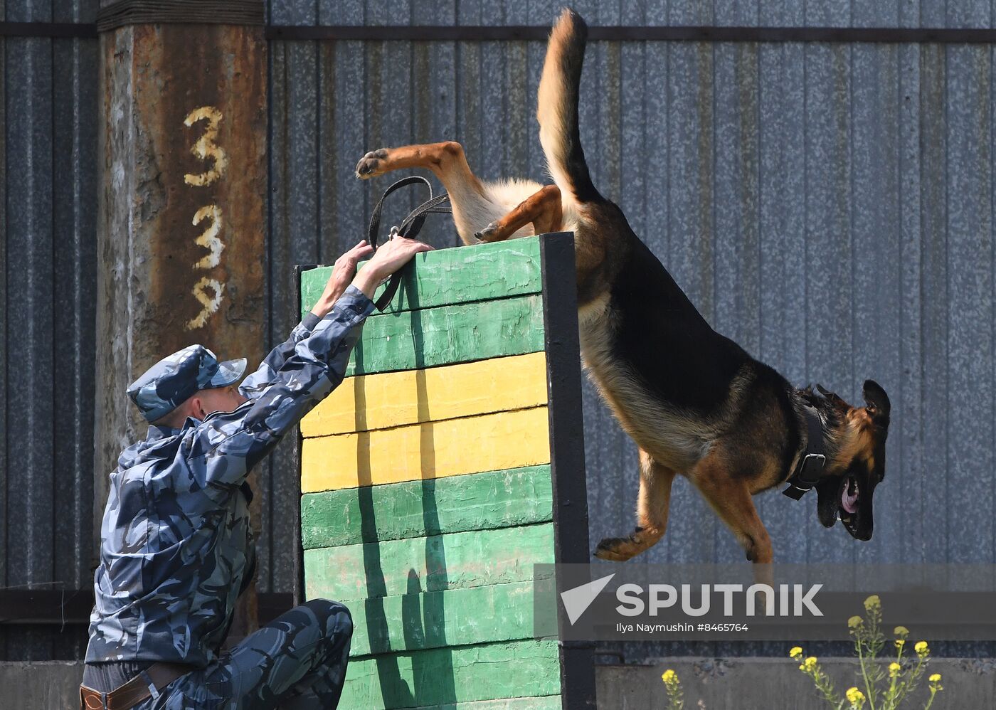 Russia Dog Handlers Competition