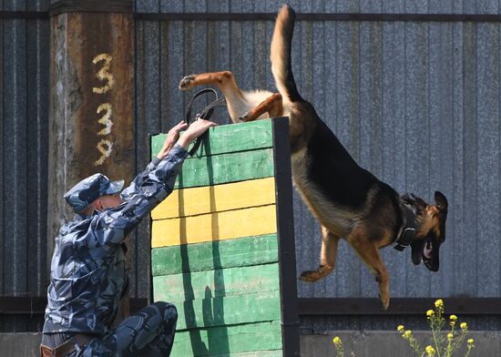 Russia Dog Handlers Competition