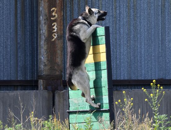 Russia Dog Handlers Competition