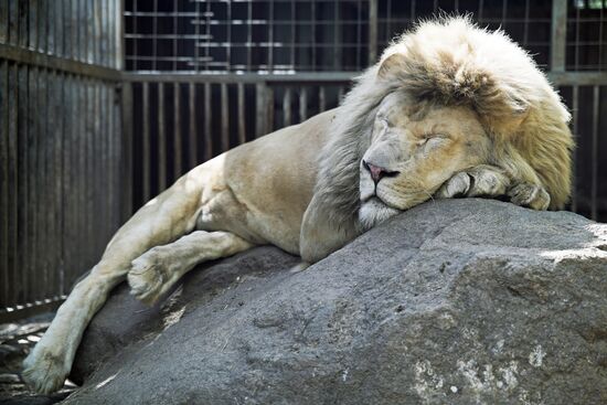 Russia DPR Zoo