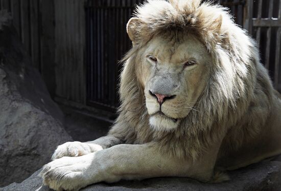 Russia DPR Zoo