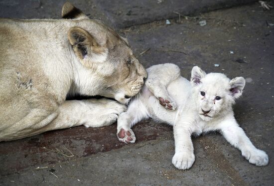 Russia DPR Zoo
