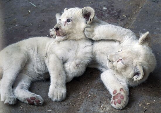 Russia DPR Zoo