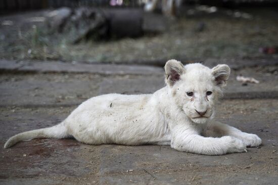 Russia DPR Zoo