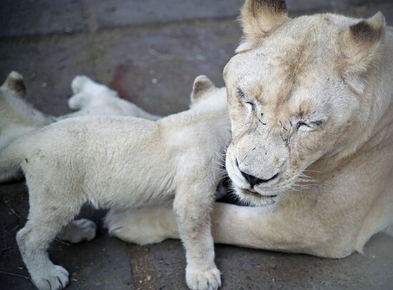 Russia DPR Zoo