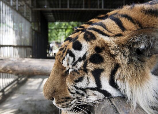 Russia DPR Zoo