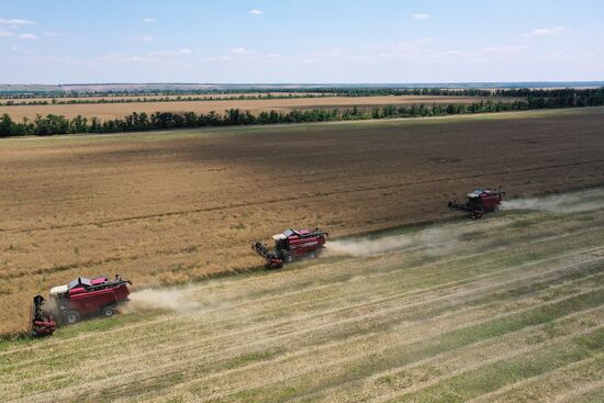Russia Agriculture Grain Crops Harvesting