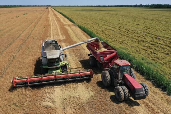 Russia Agriculture Grain Crops Harvesting