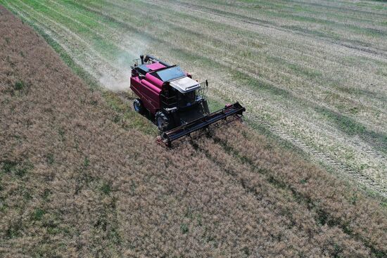 Russia Agriculture Grain Crops Harvesting