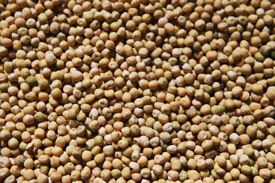 Russia Agriculture Grain Crops Harvesting