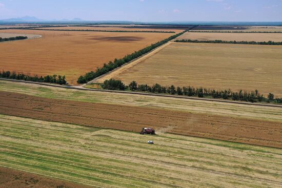 Russia Agriculture Grain Crops Harvesting