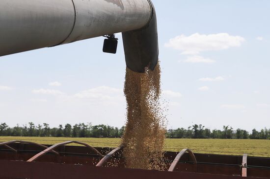 Russia Agriculture Grain Crops Harvesting