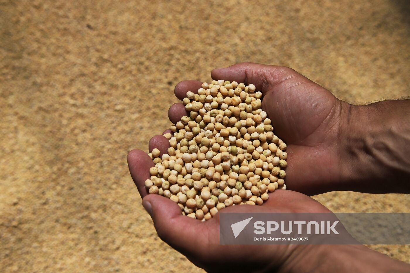 Russia Agriculture Grain Crops Harvesting