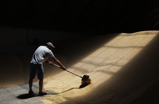 Russia Agriculture Grain Crops Harvesting