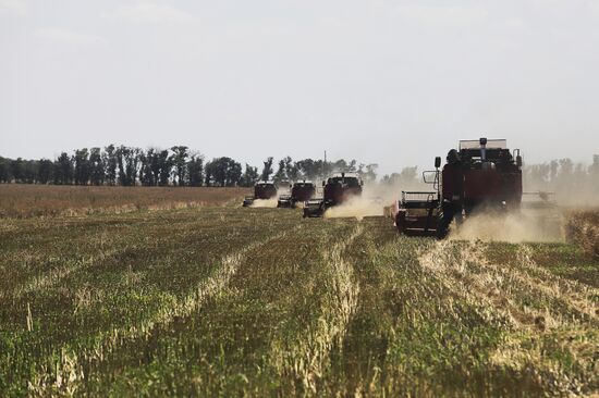 Russia Agriculture Grain Crops Harvesting