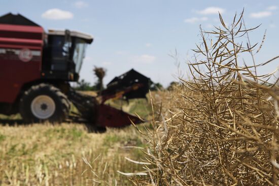 Russia Agriculture Grain Crops Harvesting