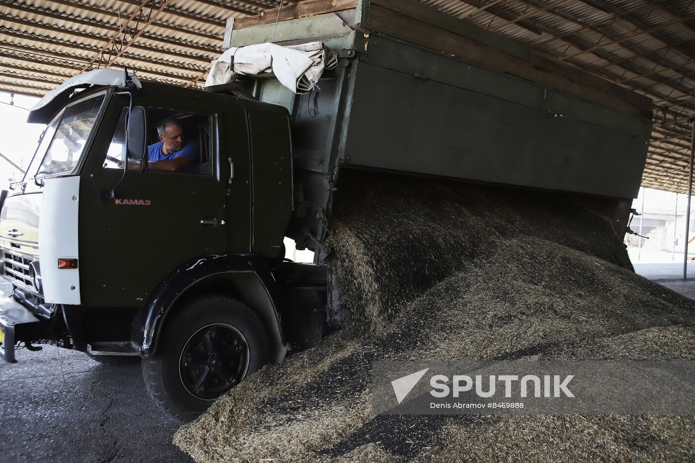 Russia Agriculture Grain Crops Harvesting