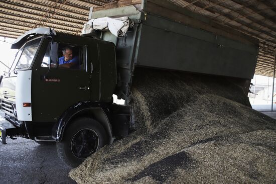 Russia Agriculture Grain Crops Harvesting