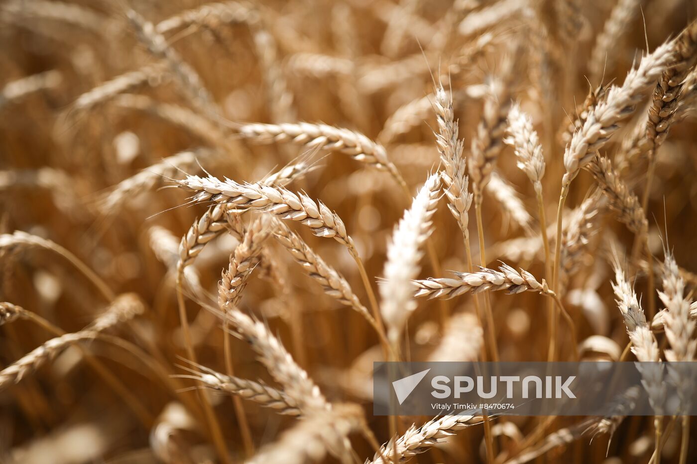 Russia Agriculture Wheat Harvesting